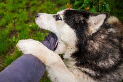 Hund beißt in den Arm