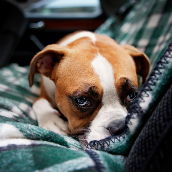 hund liegt im auto auf einer karierten decke