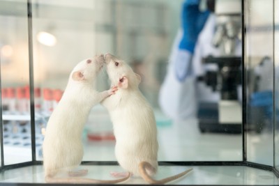 zwei ratten in einem labor sind in einem glaskasten